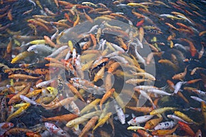 Koi or carp chinese fish in water