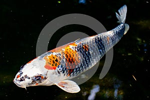 Koi carp