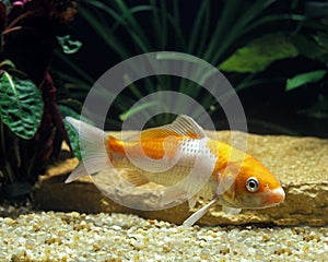 KOI CARP cyprinus carpio