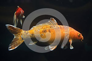 Koi carp Cyprinus rubrofuscus