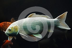 Koi carp Cyprinus rubrofuscus photo