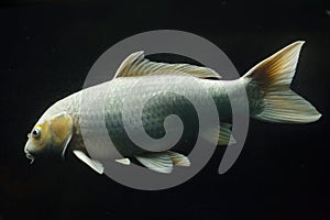 Koi carp Cyprinus rubrofuscus photo