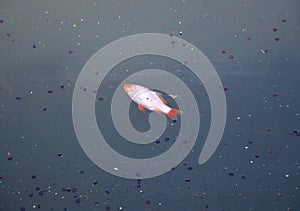 Koi carp is a decorative species of carp bred from its wild forms, which is bred for decorative purposes in garden ponds or pools.