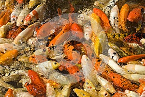 Koi Carp feeding frenzy