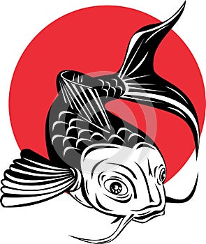 Koi carp fish