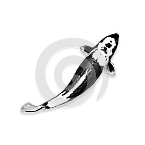 Koi carp fish black and white