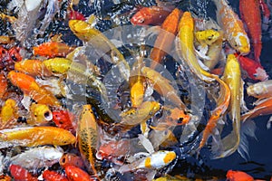 Koi or carp fish