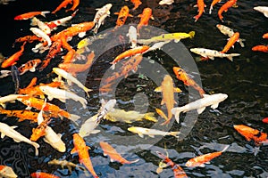Koi carp fish at feeding