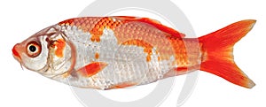 Koi carp fish isolated. Side view goldfish Decorative crucian carp