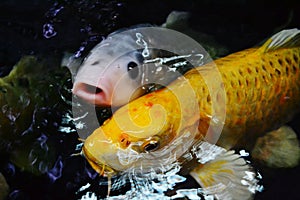 Koi carp fish