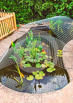 Koi carp fish pond in a garden or yard with a metal framework cover as protection against herons.