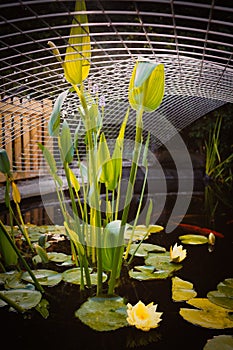 Koi carp fish pond in a garden or yard with a metal framework cover as protection against herons.