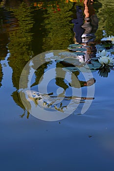 White koi carp fish swimming in pond with lotus flowers