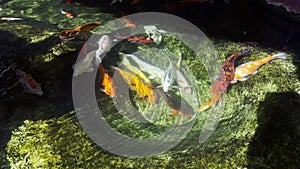 Koi Carp fish swimming in pond during sunny day