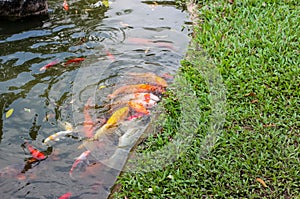 Koi carp fish swimming in a water. Golden fish swimming in pond.