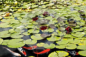 Koi Carp Fish swims among red water lily in pond