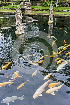 Koi carp fish in Tirta Gangga water palace on Bali island, Indonesia