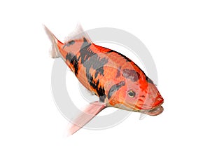 Koi carp fish on white background with clipping path