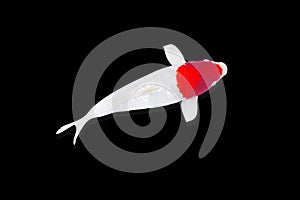 Koi carp fish, white with red dot koi fish TANCHO isolated on black background