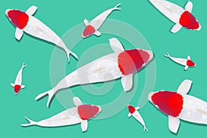 Koi carp fish, white with red dot koi fish TANCHO isolated on green