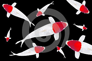 Koi carp fish, white with red dot koi fish TANCHO isolated on black background