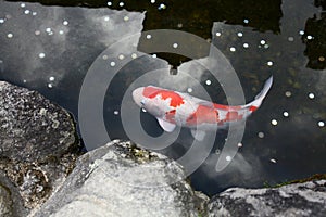 Koi or carp fish yin yang in pond