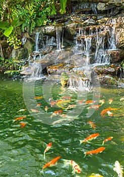 Koi carp fishes in the pond of Phuket Botanical Garden