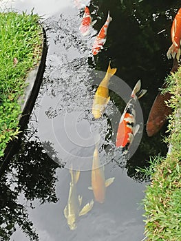 koi carp fishes swimming in fresh water