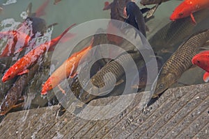 Koi carp at the Golden Temple, Amritsar, Punjab, I