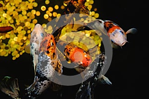 Koi Carp, Japanese big fish, underwater in garden