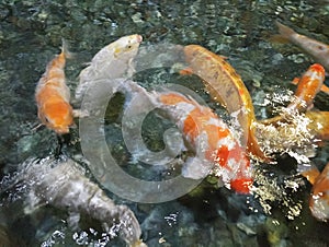 Koi carp - Japanese floating fish of beautiful color variations, living in an artificial pond top view