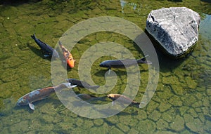 Koi Carp, Koko-En Gardens