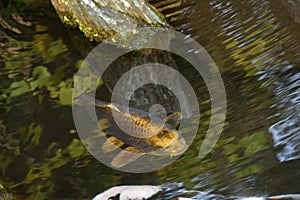 Koi Carp liven up a Japanese-style pond.