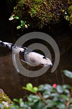 Koi Carp liven up a Japanese-style pond.