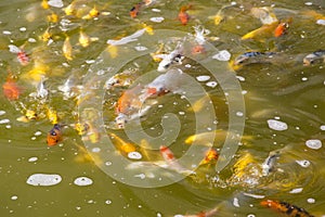 Koi carp in a muddy pool
