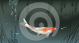 Koi carp in pond