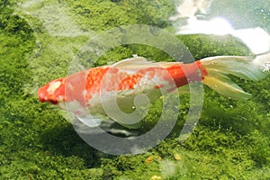 Koi carp