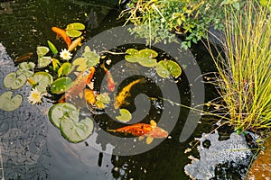 Koi carp in a pond seen from above, just after feeding. Reeds and water lillies are in the pond