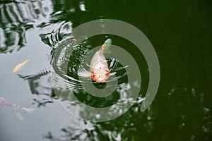 Koi carp surrounded by small red fishes