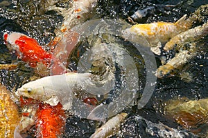 Koi Carp swarming in the pond at natural outdoor Zoo, Thailand. Big group of colourful fish.