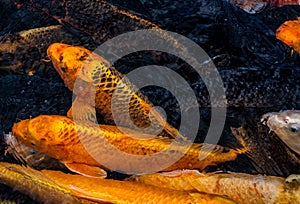 Koi carp in various colours around feeding time