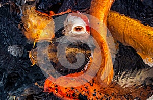 Koi carp in various colours around feeding time with mouths open