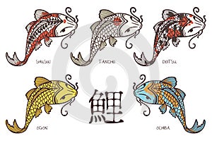 Koi carps