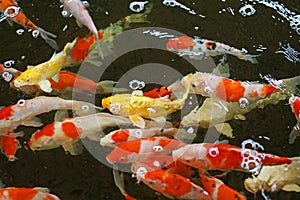 Koi carps crowding together competing for food