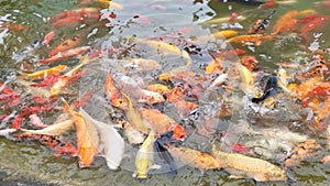 Koi carps crowding together competing for food, Hundreds of fancy carp koi fish in pool, feeding colorful fancy carp fish