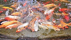 Koi carps crowding together competing for food, Hundreds of fancy carp koi fish in pool, feeding colorful fancy carp fish