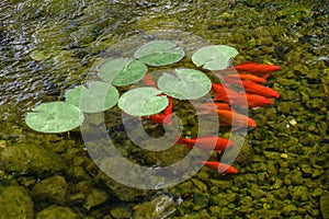 Koi Carps Fish Japanese swimming. Colorful decorative fish float in an artificial pond, view from above