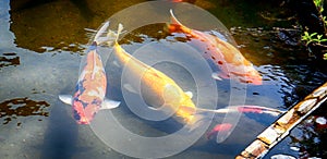 Koi carps at Hase Dera Kannon Buddhist Temple, Kamakura, Japan