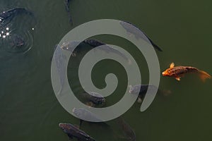 Koi carps in a Pond swimming