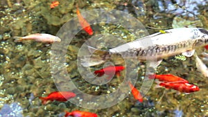 Koi carps - Red fishes